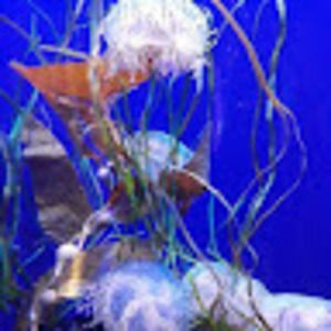 Meet your Posher, Savannah